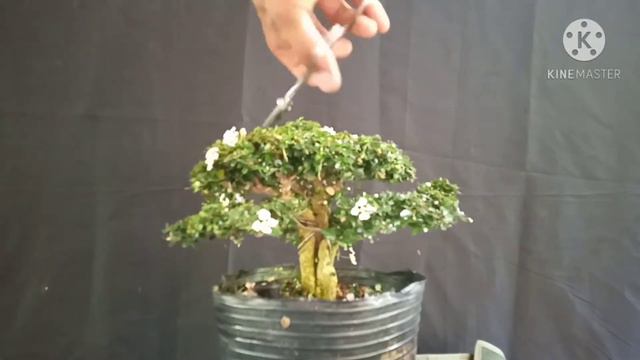 Paano Magbonsai | Bonsai Basics ( Trimming) 5-year old Chinese Holly смотреть онлайн