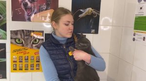 Как приучить уличного кота к лотку? Основные методы. Советы Ветеринарного Врача.