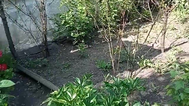 ЖУК БРОНЗОВКА личики полезные, а жуки не очень
