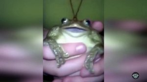Лягушки мяукают, лают и кричат