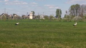 Дискование участка трактором и полет Аиста.