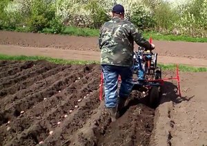 Посадка картофеля вразвал без окучивания ? Выращивание по технологии Гордеевых.mp4