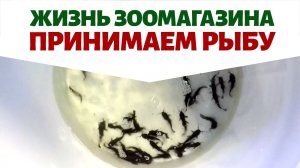 Жизнь зоомагазина: принимаем поставку рыбок. Наличие рыб