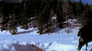 Как вороны воруют рыбу у рыбаков