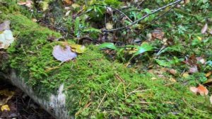 ОПЯТА| ОСЕННИЕ ГРИБЫ В ПОДМОСКОВЬЕ| КАКИЕ ОПЯТА БЫВАЮТ