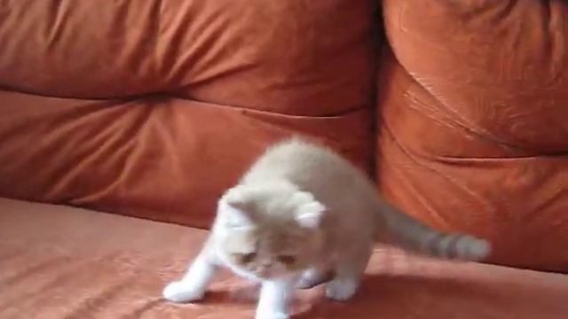 экзотическая кошечка, возраст 2 месяца смотреть онлайн