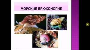 Класс Брюхоногие моллюски. Биология 7 класс.