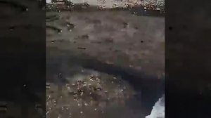 Вот куда сливают канализацию в Сочи на ласточка