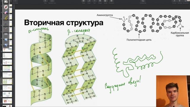 Структуры белков | Биология ЕГЭ смотреть онлайн