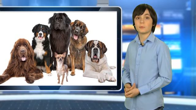 САМЫЕ УМНЫЕ ЖИВОТНЫЕ. ИНТЕРЕСНЫЕ ФАКТЫ смотреть онлайн