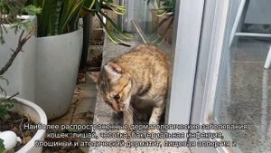 Кожные заболевания у кошек