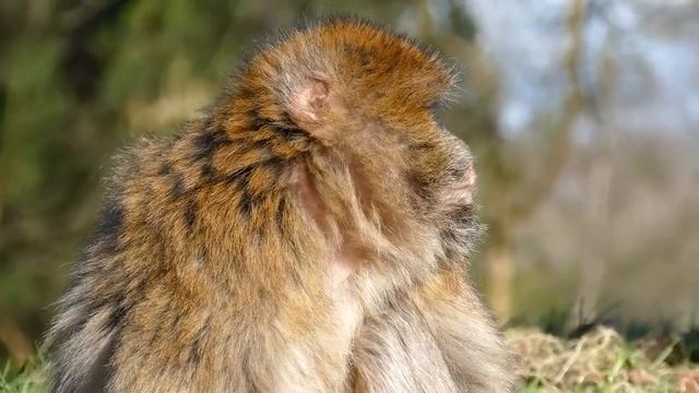 Магот или варварийская обезьяна / Magoth or Barbarian Monkey