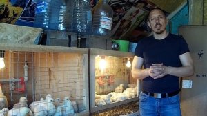 (ч.10)Вентиляция для выращивания бройлеров. Простой вариант автоматической вентиляции.