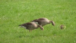 Лиса украла гуся прямо из двора, но события развивались не по самому предсказуемому сценарию