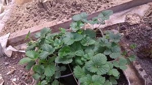 Клубника безусая - что продают в семенах