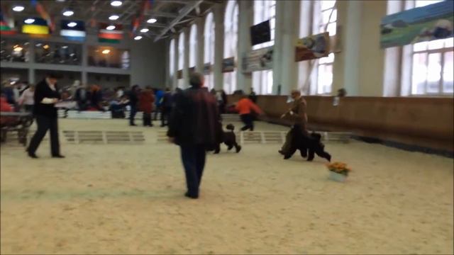 Шетти 13 мес  Дебют смотреть онлайн