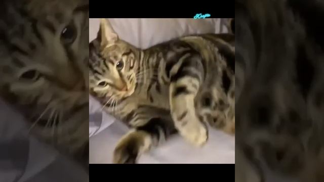 КОШКИ 2021 Смешные и коты и котики – Смешные кошки – Krapiv