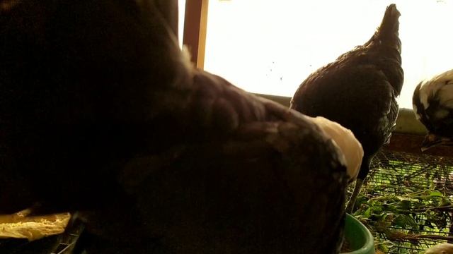 ГОЛЛАНДСКАЯ БЕЛОХОХЛАЯ ЧЕРНАЯ - ДЕКОРАТИВНО-ЯИЧНАЯ ПОРОДА КУР смотреть онлайн