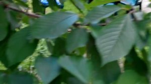 Черешня. Спустя два месяца после обрезки. Сорт Мелитопольская Черная.