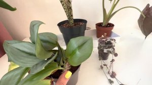 Горшок с сюрпризом / Распаковка двух посылок с растениями