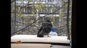 Голубь готов вылететь из гнезда. Pigeon ready to fly out of the nest.