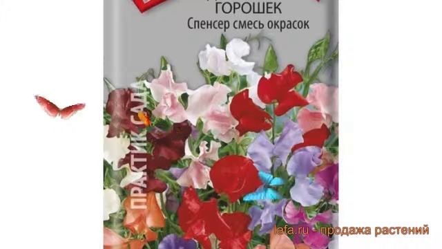 Горох душистый Спенсер смесь окрасок ? обзор: как сажать, семена гороха Спенсер смесь окрасок смотреть онлайн
