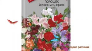 Горох душистый Спенсер смесь окрасок ? обзор: как сажать, семена гороха Спенсер смесь окрасок