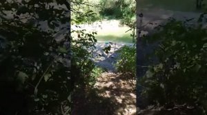 Адыгея станица Курджипская мост