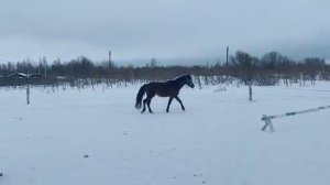 VID-20220206-WA0029.mp4