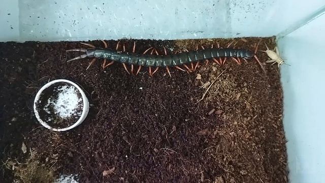 Как охотится и ест кольчатая сколопендра (Scolopendra Cingulata)