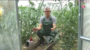 Надо ли обрывать листья у помидор? Часть 8