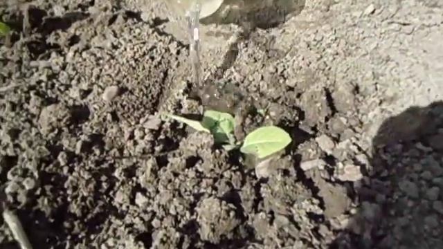 первая подкормка табака в открытом грунте. смотреть онлайн