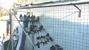 Кировоградские сиреневые. В гостях у Андрея Жеребцова. Николаевские голуби. Часть 1 Nikolaev pigeon