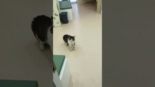 Говорящий кот