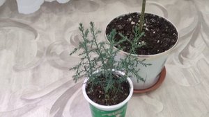 Выращивание айвы из семечки. Айва золотое яблоко. Хеномелес