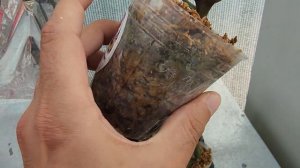 Эксперимент с Zion, итоги спустя 2 месяца. Вввааааууу