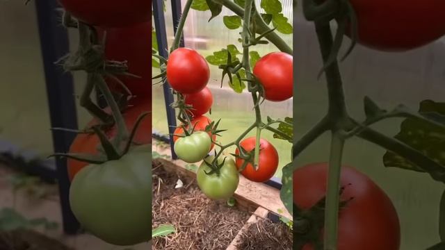 Как сделать одну теплицу для огурцов и помидоров? смотреть онлайн