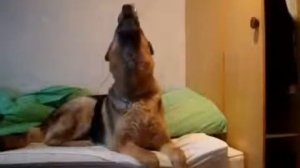 Прикол с собакой Говорящая собака воет как волк Жми и смотри!