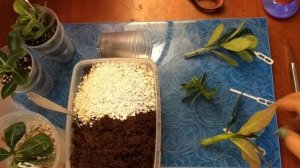 Адениум: укореняем черенки