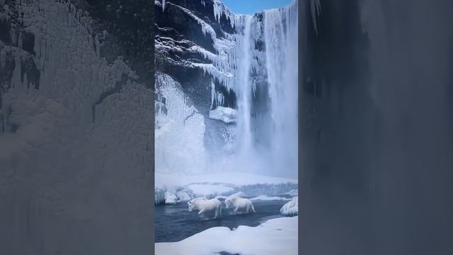 Красивейшие кадры исландских пони у водопада.