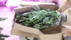 Комнатные растения. Мои новинки в коллекцию растений. Посылка с Авито. Август 2023