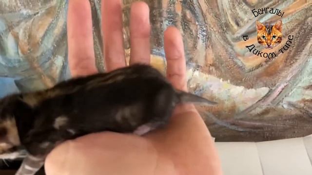 БЕНГАЛЬСКИЕ КОТЯТА, МРАМОРНЫЕ