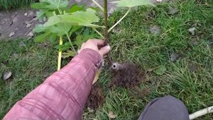 ИНЖИР . Корневая система на моих саженцах)