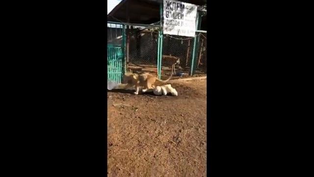 Львенок Симба отпраздновал свой первый день рождения смотреть онлайн