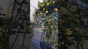 Беседка,увитая плетистыми розами возле подьезда,начало цветения розы Фламентанц