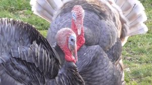 Turkeys (Meleagris gallopavo) in Avon Valley