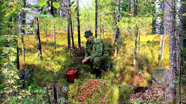 Осенняя сказка в лесу смотреть онлайн