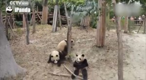 Упавшая с дерева панда испугала своих сородичей