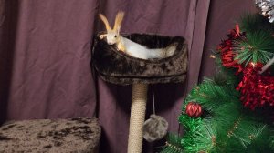 Молли во всю наслаждается своим подарком!!! ?