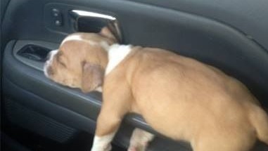 Собака бывает смешной.Смешные породы собак.